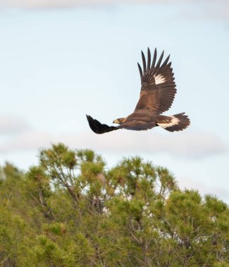 Uçan bir altın kartalın güzel portresi Bulutlu bir gökyüzü ile kanat çırpan ve arka planda bir ağaç Sierra Morena, Endülüs, İspanya, Avrupa