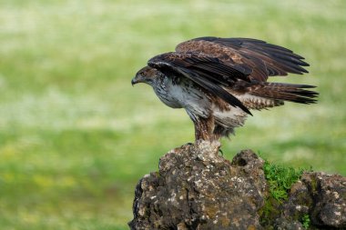 Bonelli 'nin kartalının güzel portresi sırtına tünemiş bir kayanın yanlamasına bakıyordu. Sierra Morena, Endülüs, İspanya' da açık kanatları ve bitkileri vardı. Avrupa