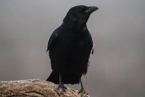 Bir ağaç dalına tünemiş siyah bir karganın çok güzel bir portresi. Sis ve bitki örtüsüyle birlikte İspanya, Avrupa 'da bir bitki örtüsü içinde yanında beliren bir bitkiyle yan yana duruyor.