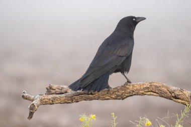 Bir ağaç dalına tünemiş siyah bir karganın güzel yan portresi gözleri boş ve tüyleri tamamen siyah İspanya, Avrupa 'da sis ve bitki örtüsü olan bir arazide.
