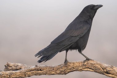 Bir ağaç dalına tünemiş siyah bir karganın güzel yan portresi ve İspanya, Avrupa 'da sis ve bitki örtüsü olan bir manzaradaki diğer kuşlar için tetikte bir yüz.