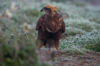 Yerdeki çimlerin üzerinde bulunan bir bataklık taşıyıcısının güzel portresi. Yoğun bir siste, yanında bitki örtüsü olan bir av ararken yandan yan yana bakıyor. İspanya 'da ve Avrupa' da odak noktasının dışında.