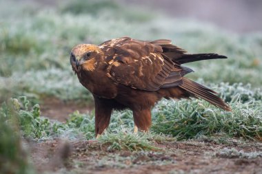 Çimlerin üzerinde tünemiş bir bataklık gemisinin çok güzel bir portresi. Yoğun bir sis gününde İspanya, Avrupa 'da bitki örtüsü ve av arayışında.