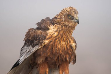 İspanya, Avrupa 'da avını aramak için yoğun sisli bir günde yana bakan parlak renkleri ve dalgalı tüyleri olan bir bataklık gemisinin güzel yakın plan portresi.