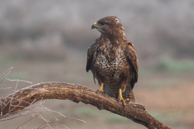 Bir ağaç dalına tünemiş bir akbabanın güzel portresi. İspanya, Avrupa 'da yoğun sisli bir günde bazı küçük bitkiler dikizliyorlar.