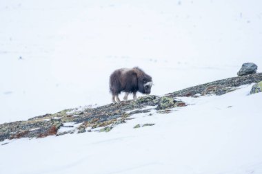 Beautiful portrait of a baby muskox from the side looking for something to eat among the stones and bushes with moss in a snowy landscape between mountains in Norway, Europe clipart