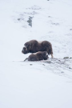 Beautiful portrait of a muskox mother and her calf perched in the snow enduring the blizzard while they rest and the mother takes care of the calf before continuing to search for food in a snowy landscape clipart