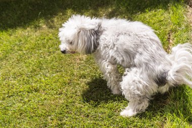 Köpek yürüyüşe çıkar ve büyük işler yapar. Köpek israfı.
