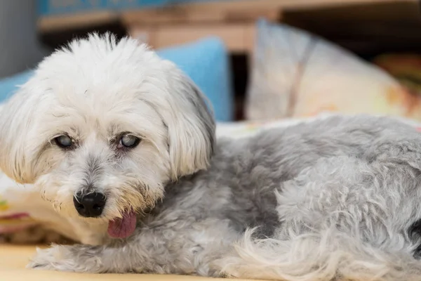 Havaneser Liegt Mit Langer Zunge Auf Dem Sofa Hundeporträt Blind — Stockfoto