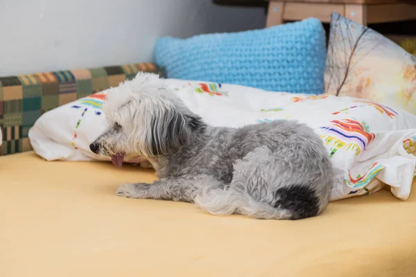 Perro Blanco Con Lengua Colgando Havanese Con Una Lengua Larga —  Fotos de Stock