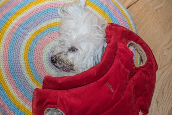 small white dog is covered with a blanket on pillows