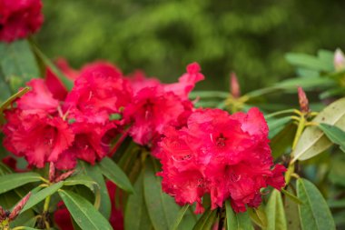 Kırmızı çiçekli çalı çiçekleri - yakın plan