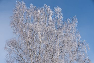 Birch tree with hoarfrost on sunny winter day and blue sky