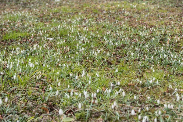 Prado Cheio Gotas Neve Flor Primavera Forma Sino Planta Bulbosa — Fotografia de Stock