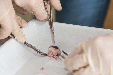 Neşter, makas ve klemple domuz gözünü ayırmak