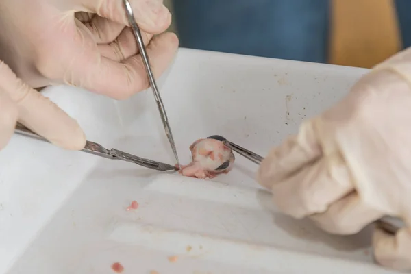 用手术刀 剪刀和夹钳解剖猪的眼睛 — 图库照片