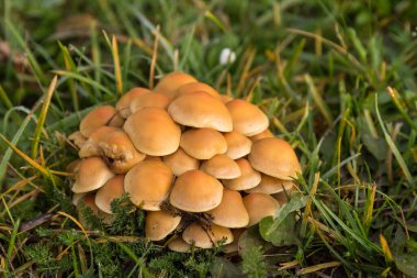 Sonbaharda orman zemininde sarı mantarlı mantar grubu