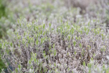 Olay yerinde lavanta yetiştirmek - tıbbi ve aromatik bitki