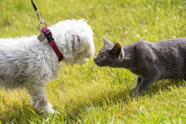 Cat sniffs at a dog - Havanese and Russian Blue