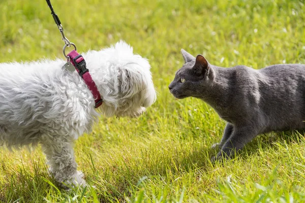 러시아푸른 고양이가 냄새를 맡으며 우정의 — 스톡 사진