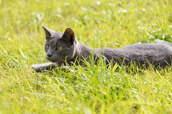 Silvery Grey Pedigree Cat Lies Luminous Meadow Russian Blue Cat — Stock Photo, Image