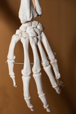 İskeletten bir elin kemikleri - anatomi modeli