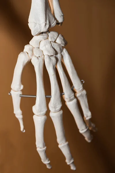 Ossos Uma Mão Esqueleto Modelo Anatomia — Fotografia de Stock