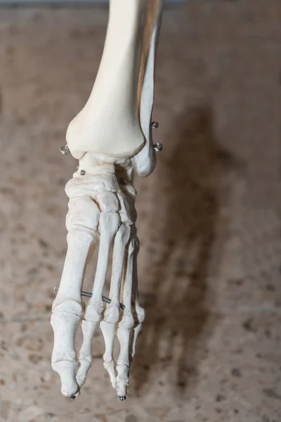 Detalhe Esqueleto Modelo Anatomia Medicina — Fotografia de Stock