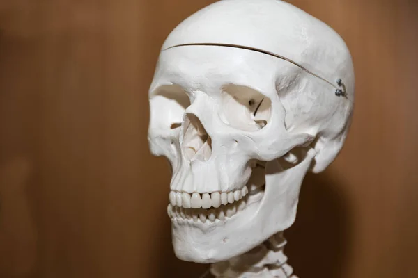 Esqueleto Crânio Cabeça Esqueleto Modelo Médico Crânio Ossos Cruzados — Fotografia de Stock
