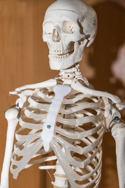 Anatomie Montre Squelette Détail Tête Poitrine Médecine — Photo