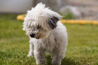 Beyaz köpek bahçenin bahçesinde rüzgarda duruyor. Havan safkan köpeği.