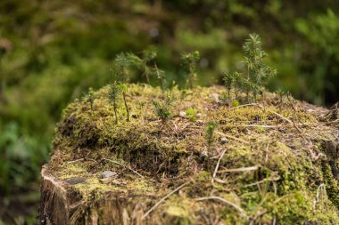 Fidanlar eski yosun kaplı kütüklerde yetişir. Ladin ağaçları.