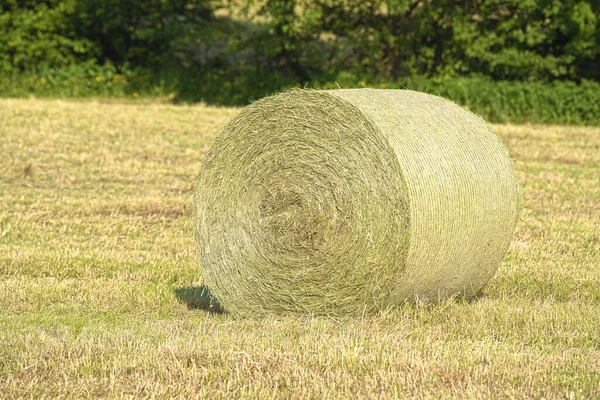 Hay Bales Grass Silage Winter Stock Animal Feed Agriculture — Stock Photo, Image