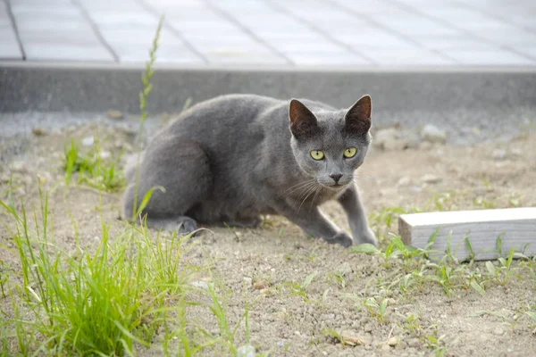 銀灰色の短毛の毛を持つ好奇心国内猫 猫の肖像血統猫 — ストック写真