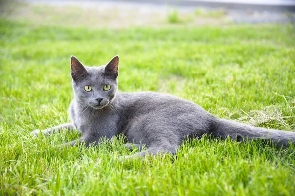 Silver Grey Domestic Cat Lies Alert Green Meadow Pedigree Cat — Stock Photo, Image