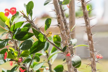 kırmızı çiçekli dikenli İsa dikenli - dikenli bir bitki, yakın plan