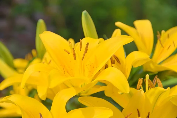 Bright Yellow Flower Lily Ornamental Plant Flower Garden Close — Stock Photo, Image