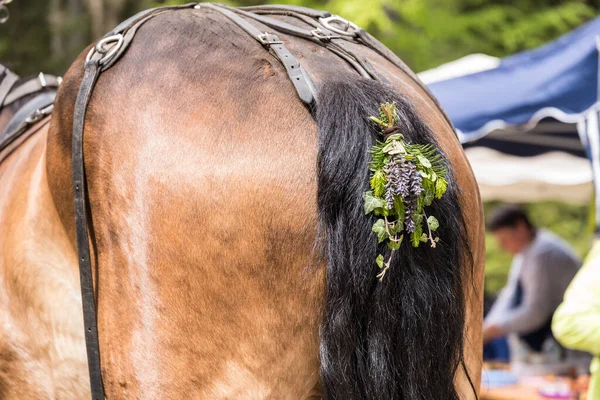 Geschmückter Pferdeschwanz Für Einen Festlichen Anlass Pferdeschwanz Vom Reitpferd — Stockfoto