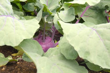 mor kohlrabi tuber - kendi bahçenizde sağlıklı sebzeler