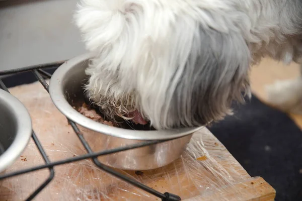Wet food when feeding dogs - canned dog food