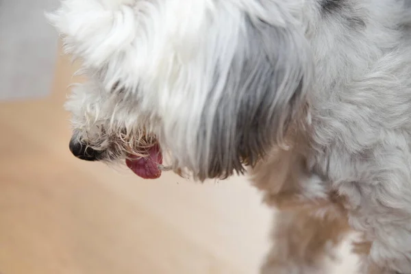 Weißer Hund Steht Nachdenklich Mit Herausgestreckter Zunge Havaneser Nahaufnahme — Stockfoto