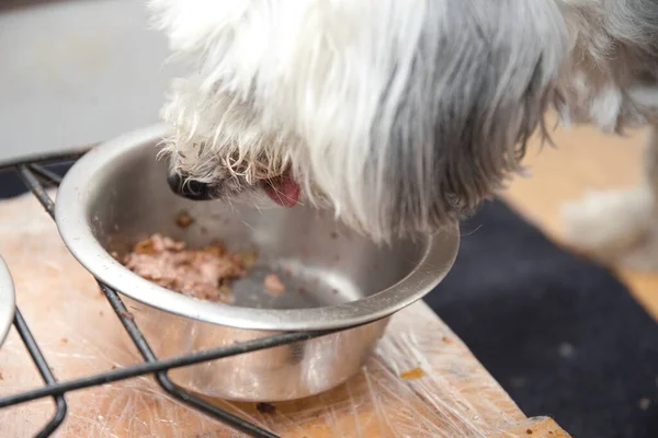 Vit Hund Äter Sin Hundmat Våt Mat För Havanese Royaltyfria Stockbilder