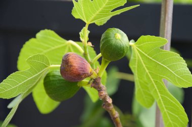 İncir ağacında farklı renkte ve olgunlukta incirler.