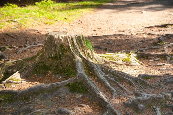 Root system with tree roots in the forest floor, root network and background