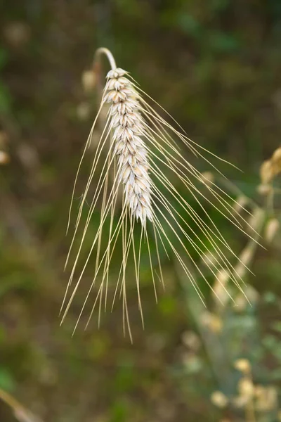 Grain Triticale Cornfield Harvest Feed Grain Close — Stock Photo, Image