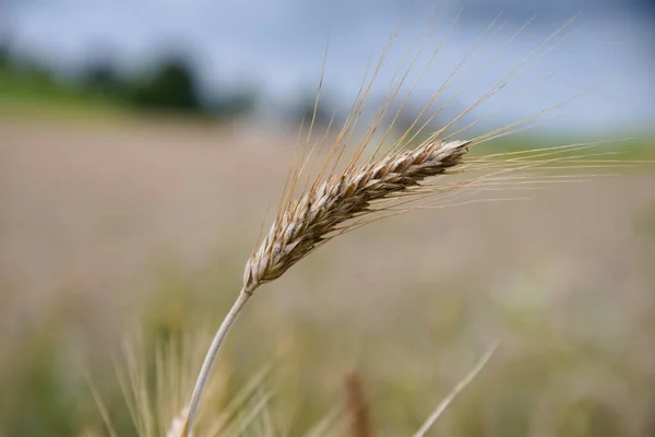 Triticale Mix Wheat Rye Feed Grain Closeup — Stock Photo, Image