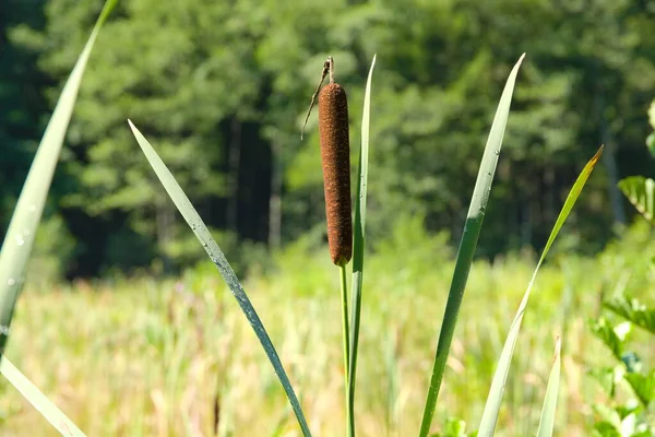 宽叶球茎作为观赏植物 球茎沼泽植物 — 图库照片