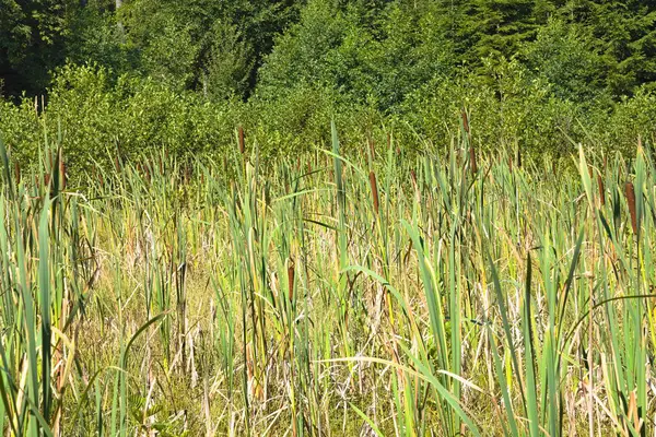 Breitblättriger Rohrkolben Sumpfpflanzen Uferstauden Und Zierpflanzen Sümpfen — Stockfoto