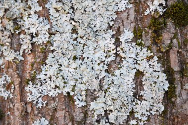 Ağaç kabuğunda Lichen - zararsız simbiyotik topluluk, ağaç liken