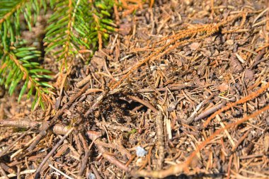 Ormandaki karınca yuvasında kırmızı odun karınca. Korunmuş karınca türü.